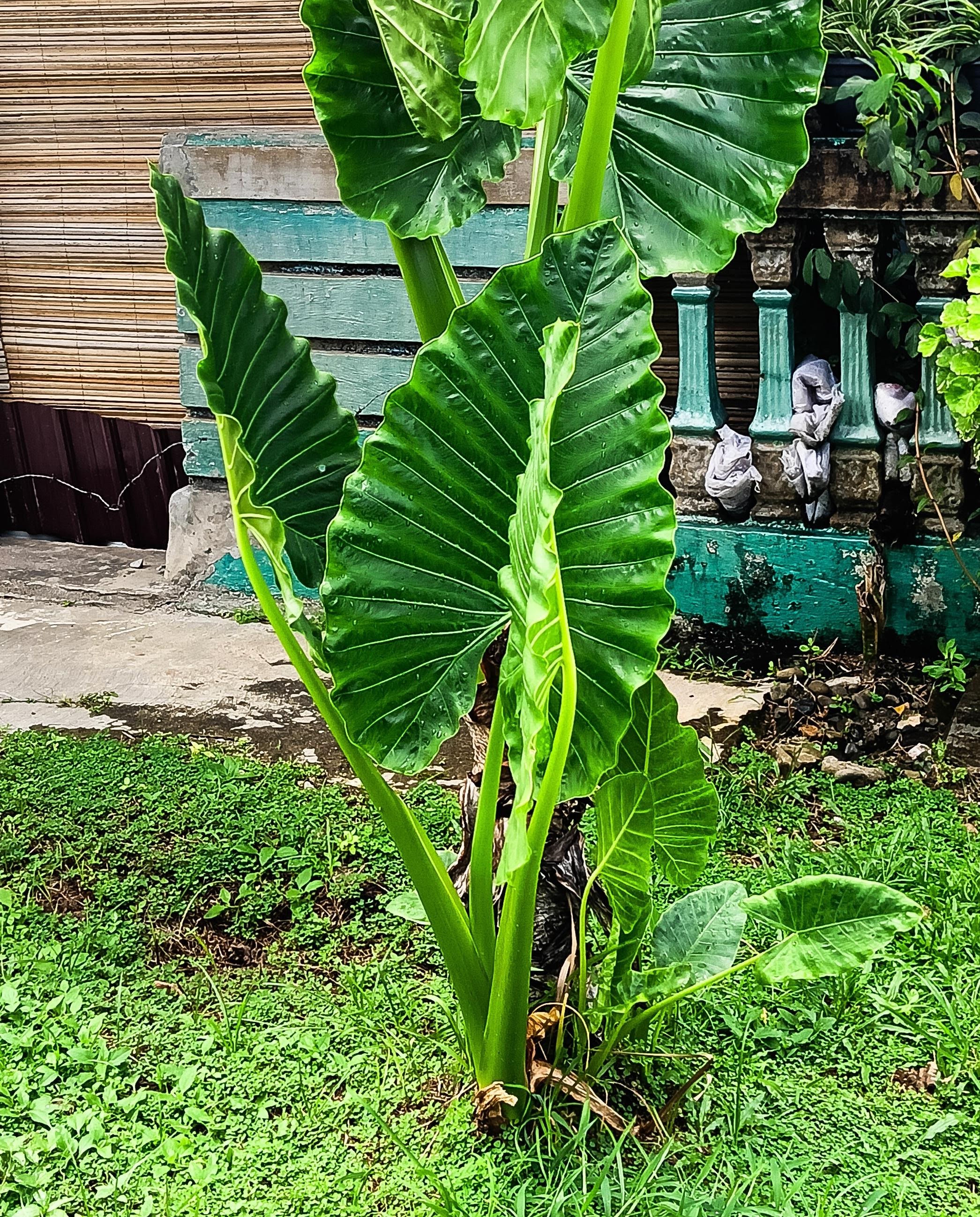 Alocasia Macrorrhizos